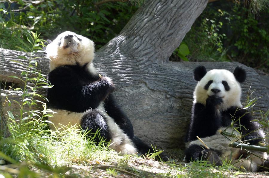 The happy life of giant panda twins in Atlanta