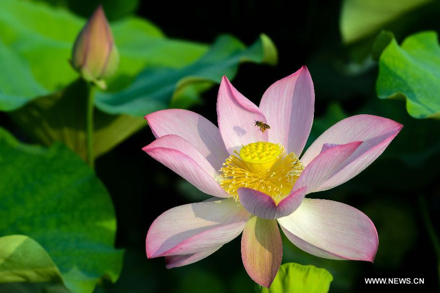 Breathtaking lotus in southwest China