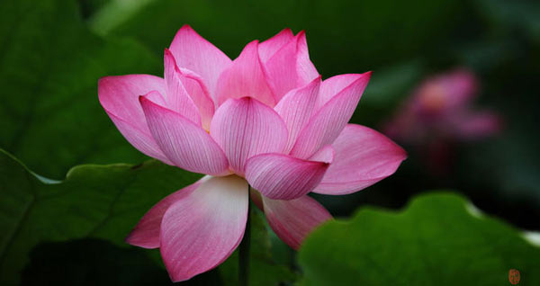 Shanghai holds lotus show in 15 parks