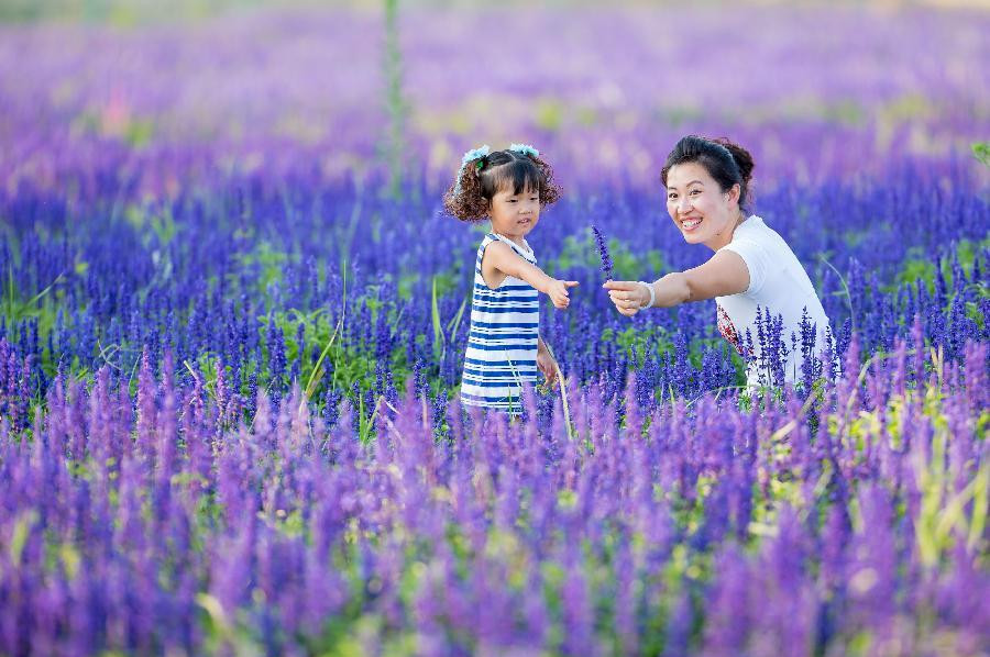 Lavender in full bloom in Northern China