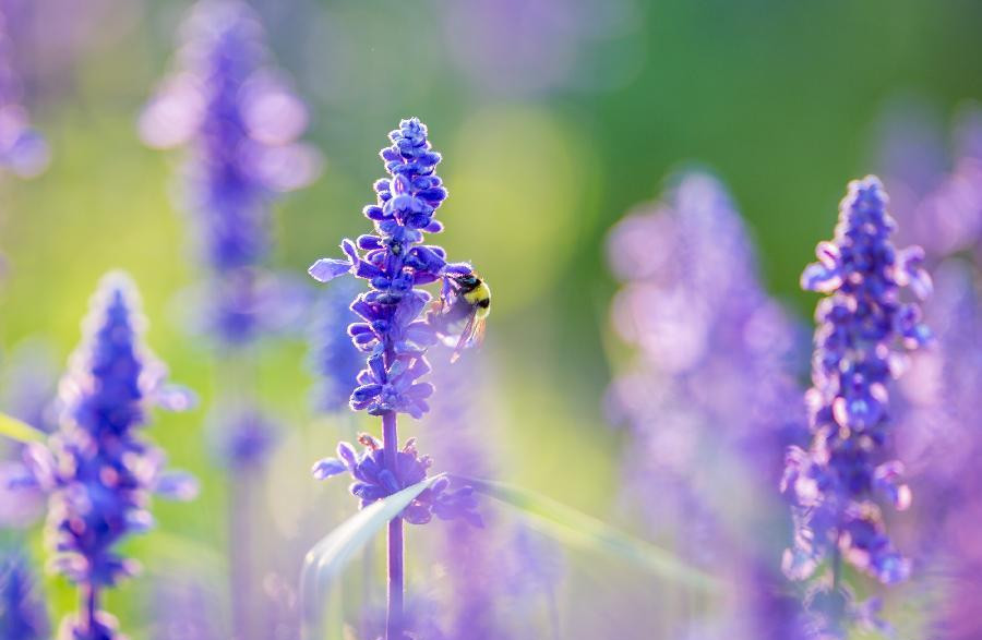 Lavender in full bloom in Northern China