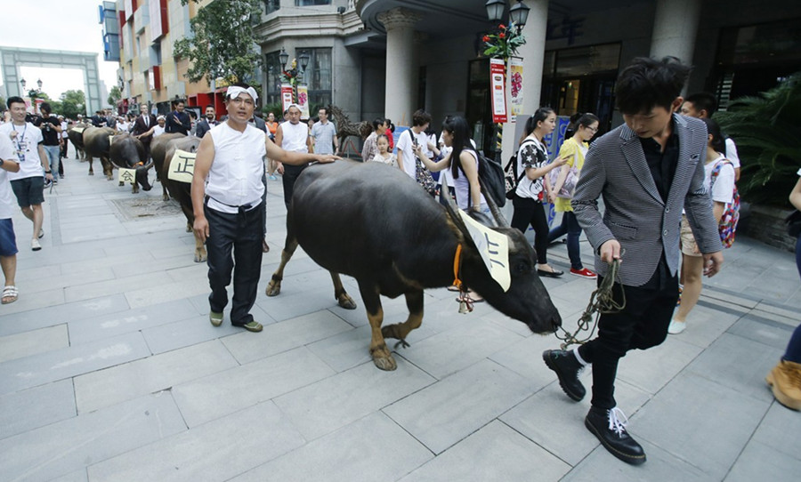 10 foreigners celebrate Chinese Valentine's Day with oxen in Wuhan