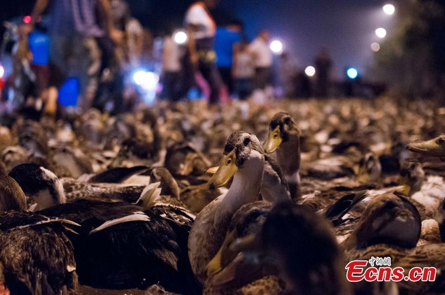 People in Guangxi province mark Ghost Festival by eating duck