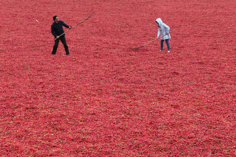 Harvest season colored by ripe crops around China