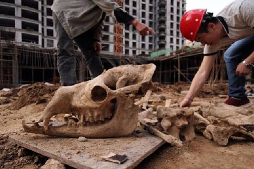 Giant animal fossils found at building site in Lanzhou