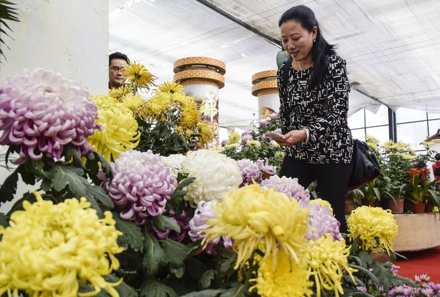 Chrysanthemum exhibitions attract tourists across China