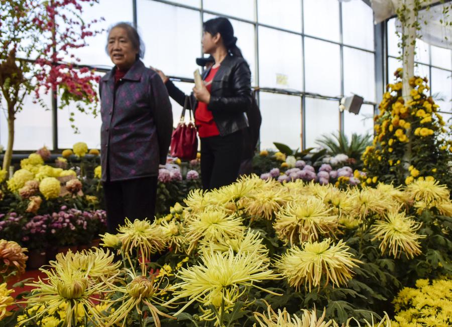 Chrysanthemum exhibitions attract tourists across China