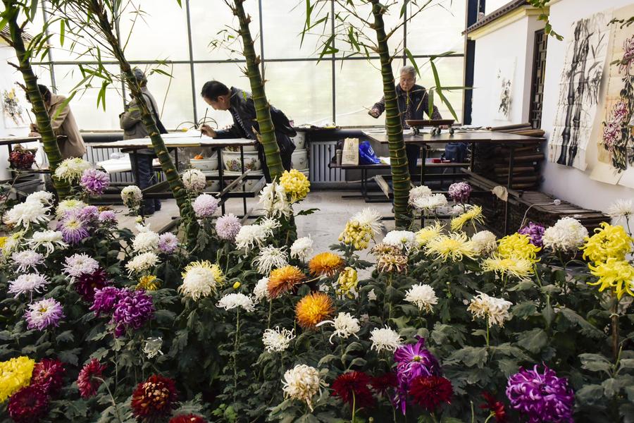 Chrysanthemum exhibitions attract tourists across China