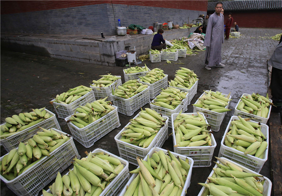 Shaolin Temple shares harvest with tourists