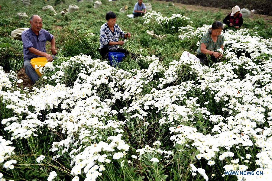 Scenery of autumn harvest around China