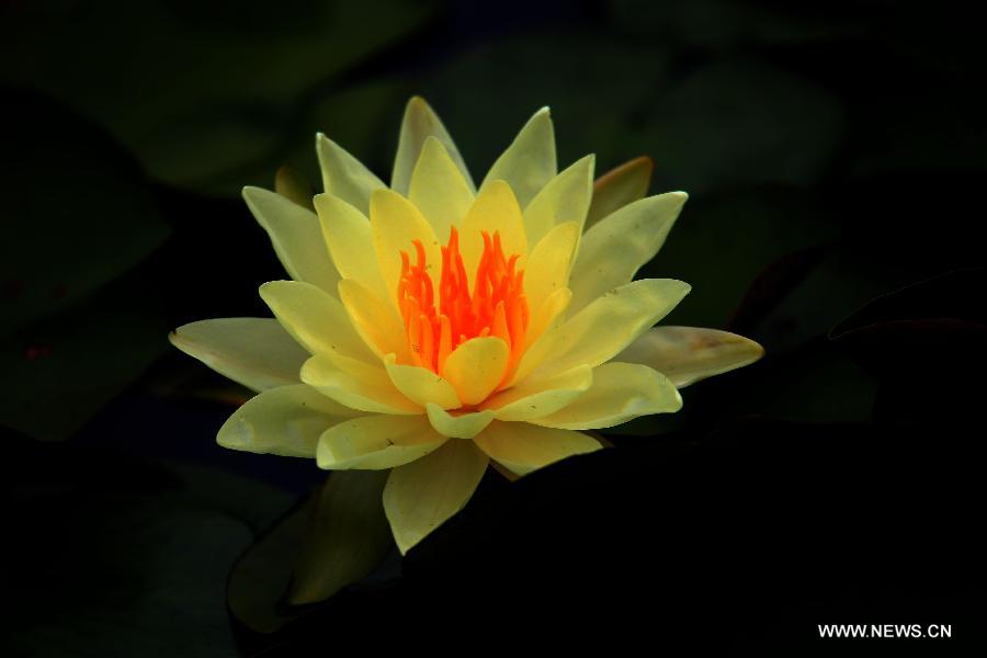 Blooming lotus flowers seen in Anhui