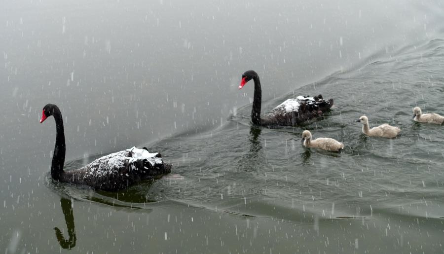 Snowfall brings beauty in Beijing winter