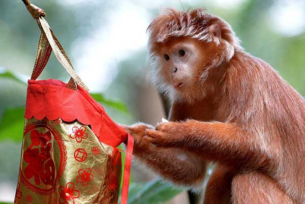 'More than Monkeys' on display in Singapore to usher in Year of Monkey