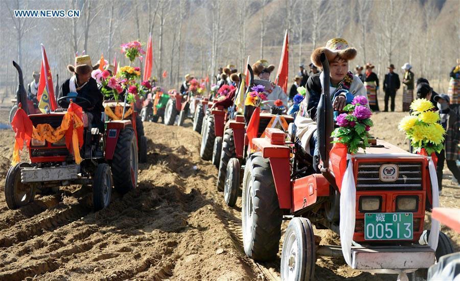 Farmers celebrate traditional spring ploughing in Tibet