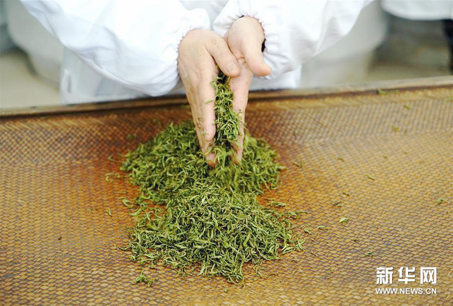 Nanjing's Yuhua spring tea harvest begins
