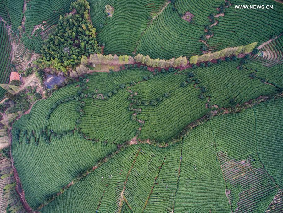 Tea farmers celebrate harvest in Zhejiang