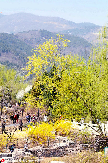 Willows in March are more than a spring messenger