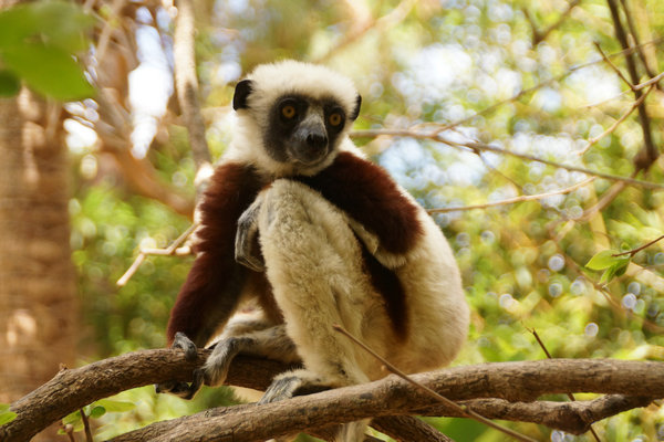 A new Chinese release about Madagascar more than a travel guide
