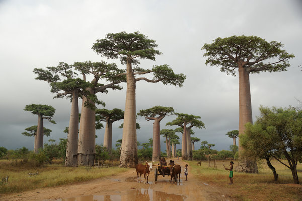 A new Chinese release about Madagascar more than a travel guide
