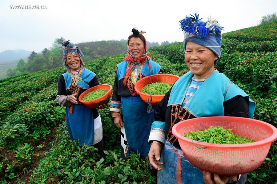 Contestants participate in tea contest in SW China