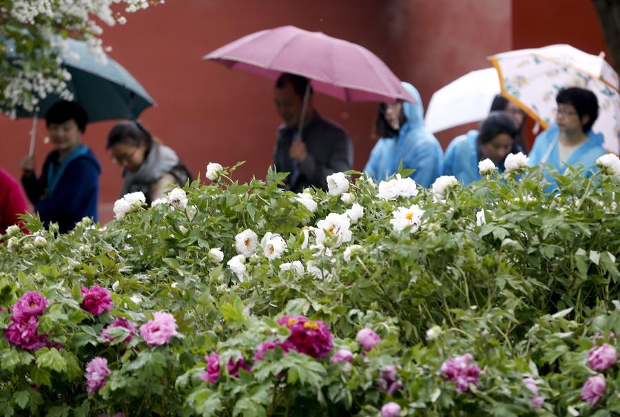 Palace Museum stages peony flower-themed exhibition