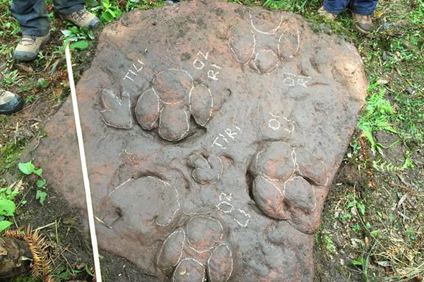 Dinosaur relics named after science fiction writer Liu Cixin