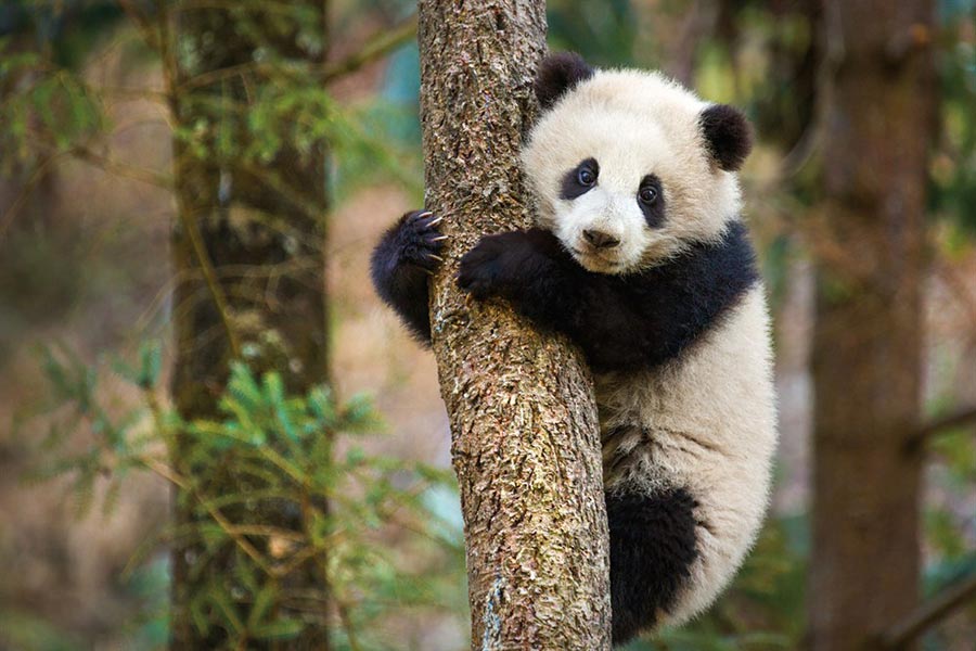 Disneynature's 'Born in China' to hit theaters on Aug 12