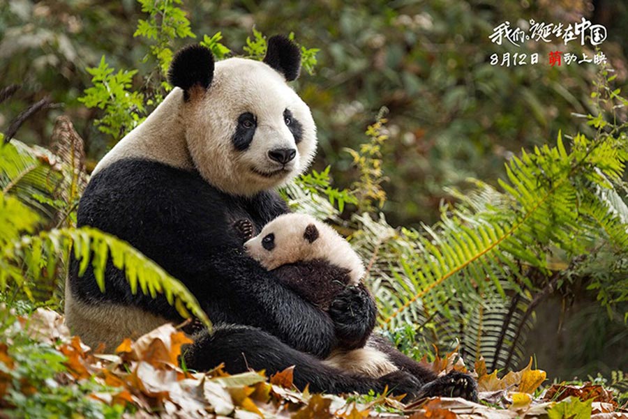 Disneynature's 'Born in China' to hit theaters on Aug 12