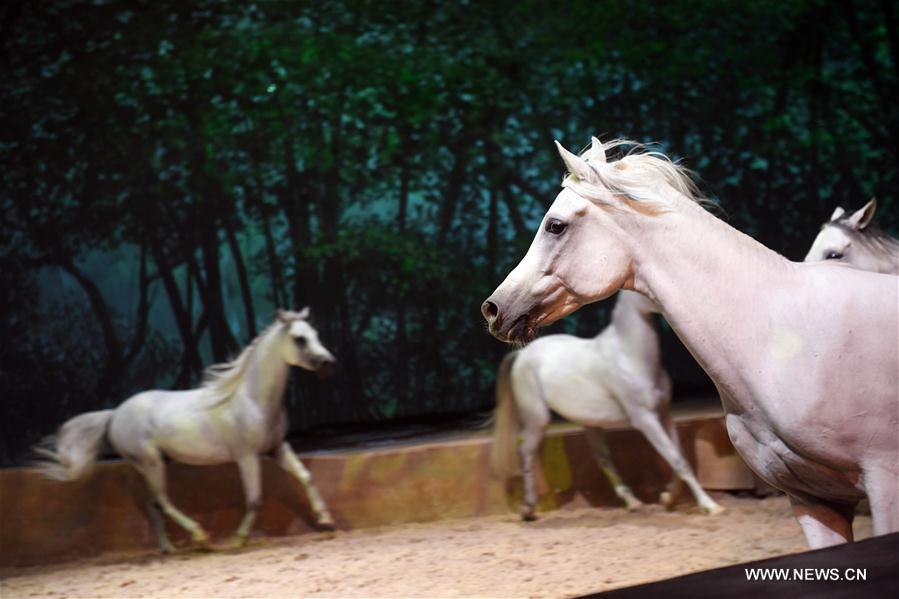 Cavalia show held in Chaoyang Park in Beijing