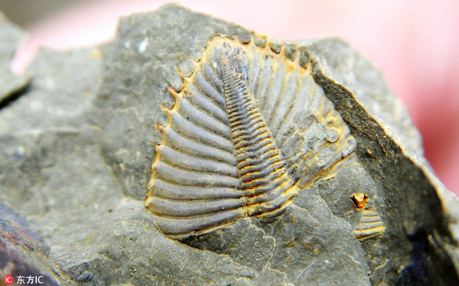 Trilobite fossil found in Chongqing