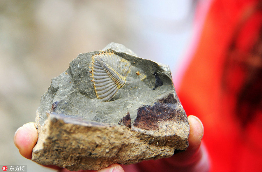 Trilobite fossil found in Chongqing