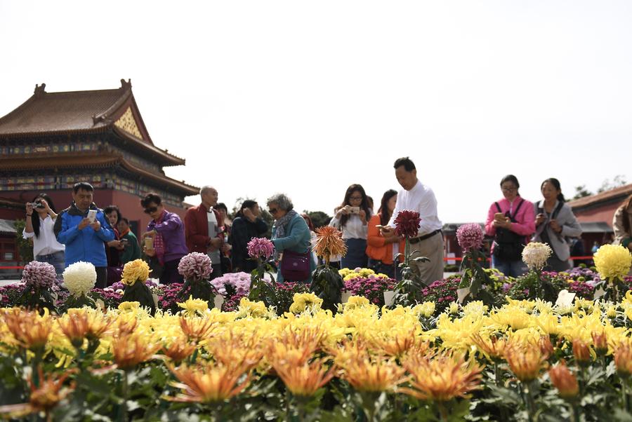 Chrysanthemums from Kaifeng bloom in the Forbidden City