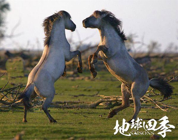 French documentary 'The Season' takes Chinese critics by storm