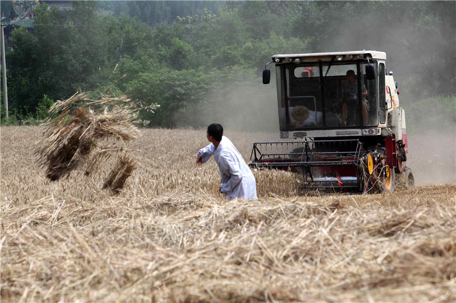 Shaolin monks get joy from harvest