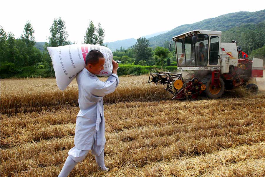Shaolin monks get joy from harvest