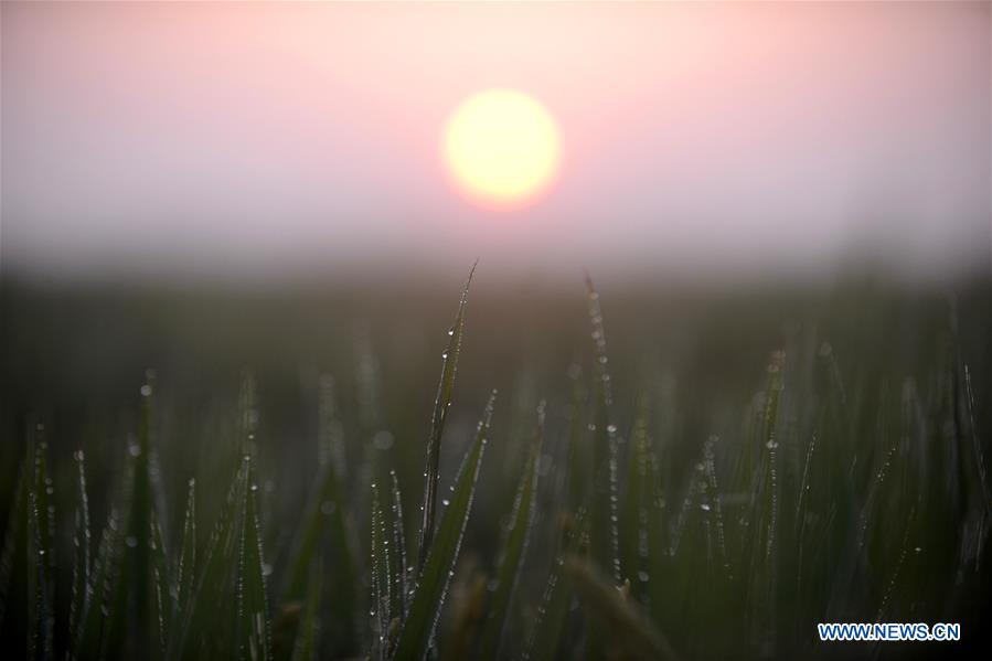 17th chinese solar term cold dew coming