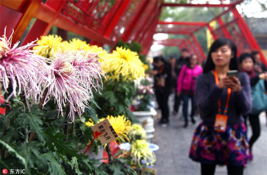 Chrysanthemum Cultural Festival opens in Kaifeng