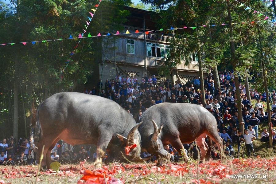 Miao people gather at traditional festival to celebrate harvest