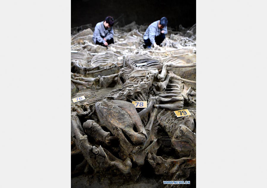 2,400-year-old horse and chariot pit unearthed in China