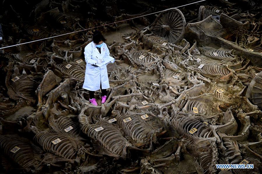 2,400-year-old horse and chariot pit unearthed in China