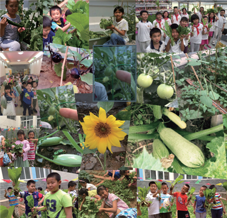 Vegetable gardens: Now sprouting in Beijing schools