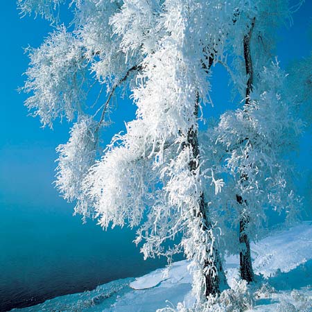 最美雪景 吉林雾凇