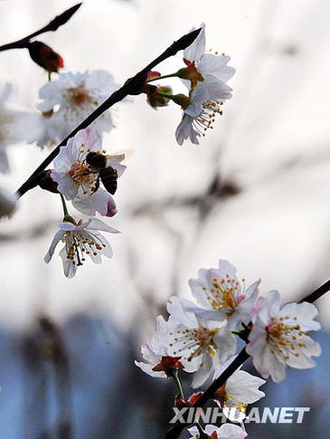 长沙春来早 樱花露笑颜（图）