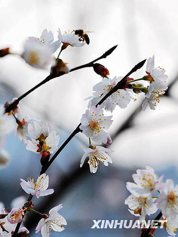长沙春来早 樱花露笑颜（图）