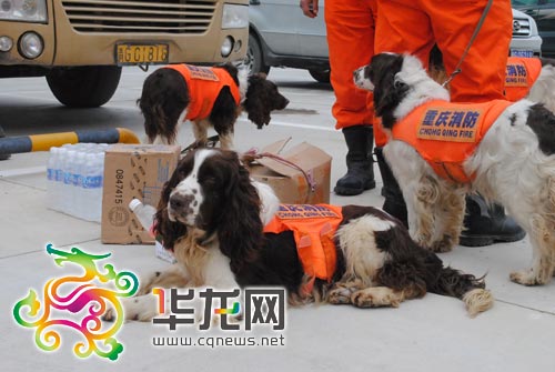 120名重庆救援队员抵达玉树 搜救犬现高原反应