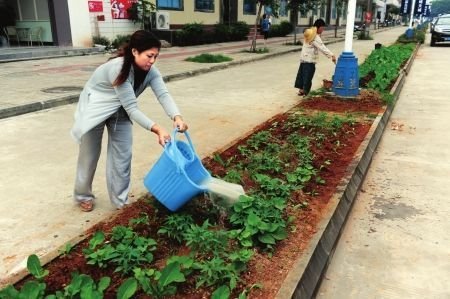 组图：海南市民不堪高菜价在马路绿化带种菜