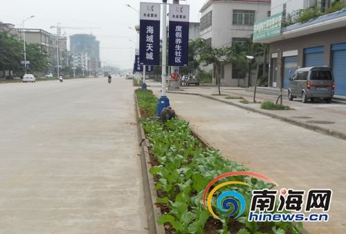 组图：海南市民不堪高菜价在马路绿化带种菜