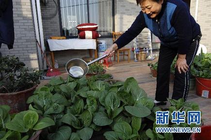 合肥流行“阳台菜园”(图)