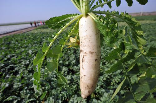 菜价究竟涨在哪里?