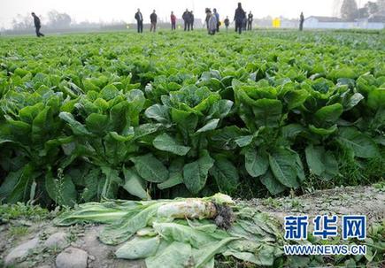 丰收莴笋1毛钱1斤仍没人买 卖菜难根子在